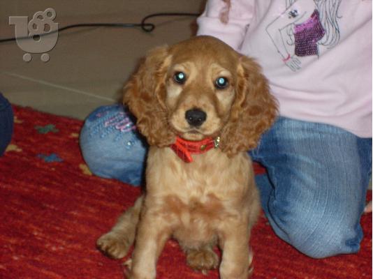 PoulaTo: COCKER SPANIEL Κόκερ Σπάνιελ